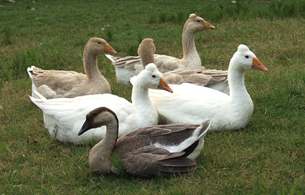6geese.jpg